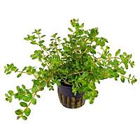     
: rotala-rotundifolia-pot.jpg
: 275
:	15.0 
ID:	622512