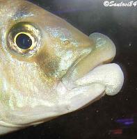     
: Placidochromis milomo Saulosi84 2 600.jpg
: 252
:	25.8 
ID:	98897