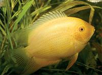     
: severum-02.jpg
: 505
:	27.9 
ID:	34690