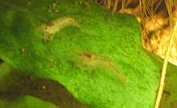     
: Neocaridina_heteropoda.jpg
: 1016
:	65.9 
ID:	10114