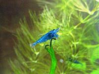     
: 551019652_2_644x461_krevetka-neokaridina-blue-velvet-blue-dream-i-orange-fotografii_rev022.jpg
: 325
:	39.7 
ID:	648480