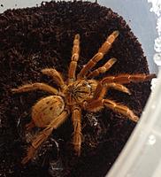     
: Pterinochilus Murinus.jpg
: 181
:	793.7 
ID:	607426