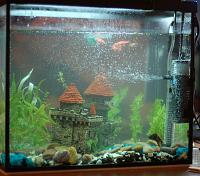     
: fish aquarium.JPG
: 930
:	211.4 
ID:	9363