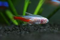     
: Neon Tetra Albino.jpg
: 931
:	64.0 
ID:	56073