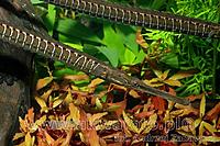     
: (Microphis brachyurus brachyurus) 3f.jpg
: 844
:	90.7 
ID:	646105