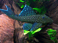     
: 15Blue_Phantom_Pleco_L128.jpg
: 564
:	208.0 
ID:	650128