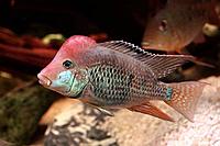     
: 69-2-Geophagus-steindachneri.jpg
: 575
:	59.2 
ID:	650130