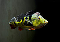     
: cichla-monoculus-14.jpg
: 527
:	55.0 
ID:	650135