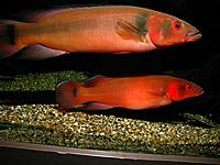     
: Crenicichla-Atabapo-red-Red-Tapajos-Pike.jpg
: 500
:	242.4 
ID:	650136