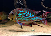     
: geophagus-winemilleri-27.jpg
: 624
:	122.4 
ID:	650140