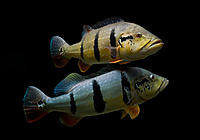     
: cichla-temensis-3.jpg
: 527
:	35.5 
ID:	653661