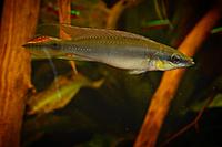     
: Crenicichla regani - algemeen - Yannick Cardeynaels 2.jpg
: 564
:	476.7 
ID:	653662