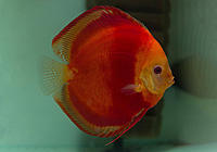     
: discus-red-cover-7.jpg
: 544
:	87.9 
ID:	653663