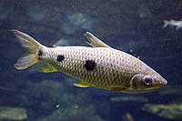     
: Leporinus_friderici.jpg
: 489
:	436.5 
ID:	653665