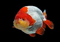     
: Goldfish-Ranchu-red-white-9.jpg
: 100
:	36.1 
ID:	671802
