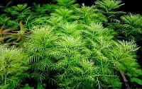     
: Akvaryum-Canli-Bitki-Myriophyllum-Mattogrossense__54699249_0.jpg
: 8028
:	245.0 
ID:	290103