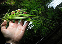     
: eleocharis-sp-xingu-pianta-verde-d-acquario-dolce-tropicale.jpg
: 5610
:	164.2 
ID:	538630