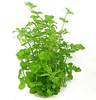     
: 108-bacopa-australis.jpg
: 4988
:	151.5 
ID:	542297