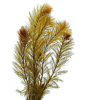     
: myriophyllum-sp-roraima-bunch.jpg
: 4727
:	277.7 
ID:	543196