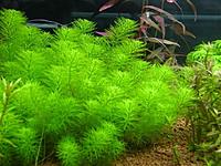     
: 1458495490_myriophyllum-guinea-1.jpg
: 5934
:	85.1 
ID:	544275