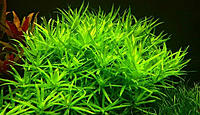     
: Heterantera-paskowana-Heteranthera-zosterifolia-1.jpg
: 5332
:	161.6 
ID:	546379