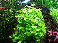     
: cardamine-lyrata.jpg
: 5416
:	176.1 
ID:	547015