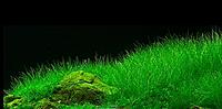     
: Eleocharis-parvula2.jpg
: 6470
:	94.1 
ID:	604666