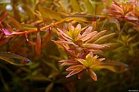     
: rotala-rotundifolia-4f7a0115d51e3.jpg
: 3761
:	102.2 
ID:	642407