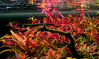     
: rotala-sp-hra-gialai-plantas-para-acuario-pecera-D_NQ_NP_896611-MLV27356238373_052018-F.jpg
: 4027
:	211.5 
ID:	642412