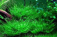     
: vesicularia-ferrieimusgo-weeping-moss-D_NQ_NP_10554-MLB20031391144_012014-F.jpg
: 3956
:	183.5 
ID:	658766