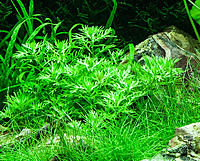     
: hottonia_palustris_tropica_(koszyk)-i-26559-10-2000.jpg
: 678
:	757.2 
ID:	689756