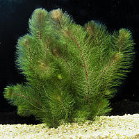     
: myriophyllum_heterophyllum.jpg
: 677
:	469.6 
ID:	689900