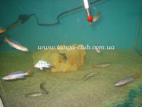     
: Cyprichromis Utinta Red Tail (1).jpg
: 630
:	342.1 
ID:	132582