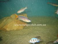     
: Cyprichromis Utinta Red Tail (2).jpg
: 653
:	241.2 
ID:	132583
