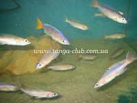     
: Cyprichromis Utinta Red Tail (3).jpg
: 634
:	267.8 
ID:	132584