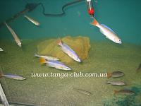     
: Cyprichromis Utinta Red Tail (5).jpg
: 664
:	327.3 
ID:	132586