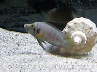     
: Altolamprologus compressiceps Sumbu shell.jpg
: 338
:	71.9 
ID:	185237