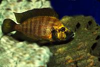     
: Altolamprologus compressiceps Gold Head.jpg
: 350
:	181.7 
ID:	185252