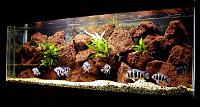     
: Frontosa Tank-2.JPG
: 3975
:	51.0 
ID:	69858