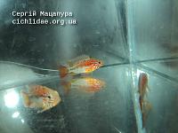     
: Apistogramma viejita FARBFORM II 22.JPG
: 677
:	225.7 
ID:	105950