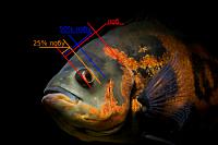     
: Astronotus_ocellatus-eye.jpg
: 367
:	73.9 
ID:	109864