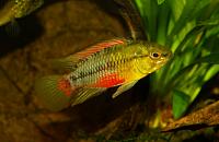     
: Apistogramma hongsloi RED-006.jpg
: 425
:	161.0 
ID:	38158