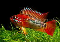     
: Apistogramma_macmasteri_5.jpg
: 326
:	57.1 
ID:	455791