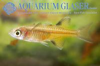     
: 446302-pseudomugil%20signifer%20taiwan3-ag.jpg
: 567
:	319.6 
ID:	47210