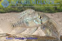     
: 676511-geophagus%20brasiliensis%20csvo.jpg
: 520
:	554.6 
ID:	47240