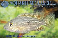     
: 67882-geophagus%20iporangensis.jpg
: 538
:	488.6 
ID:	47241