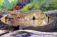     
: 676532-geophagus%20brasiliensis%20oder%20iporangensis.jpg
: 557
:	640.8 
ID:	47243