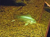     
: A. trifasciata male 1.jpg
: 436
:	282.4 
ID:	489694