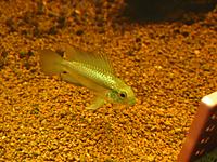     
: A. trifasciata male 3.jpg
: 427
:	296.8 
ID:	489696