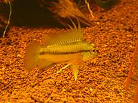     
: A. trifasciata male 4.jpg
: 417
:	288.1 
ID:	489697